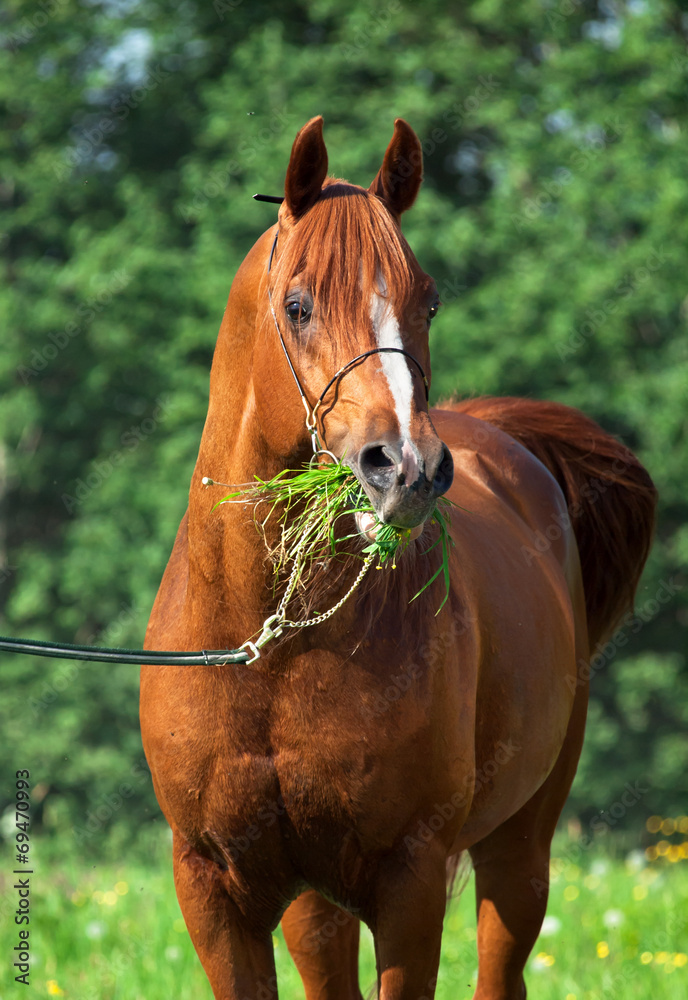 portrait of chestnut arabian horse portrait of chestnut arabian horse
