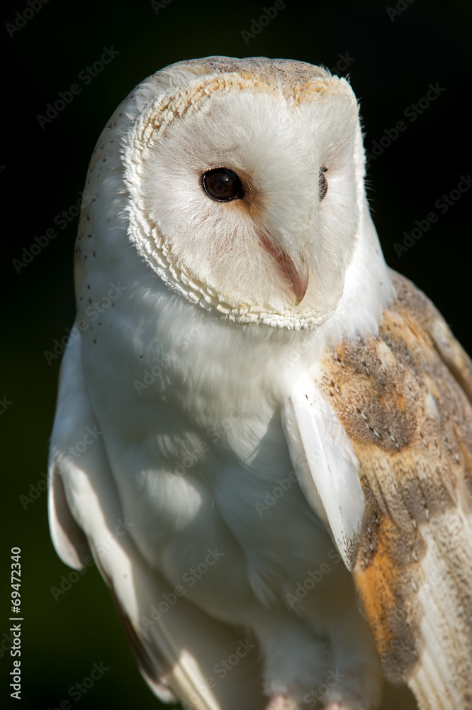 Naklejka premium Barn Owl