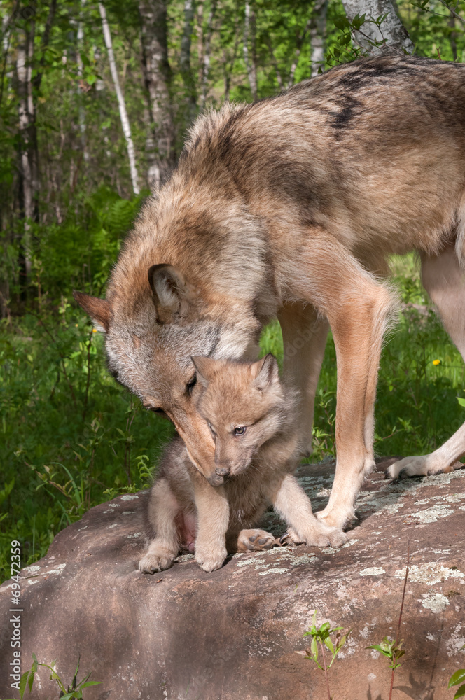 Grey Wolf (Canis lupus) Works to Pick Up Pup Grey Wolf (Canis lupus) Works to Pick Up Pup