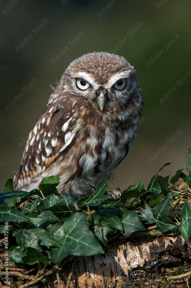 Little Owl Little Owl