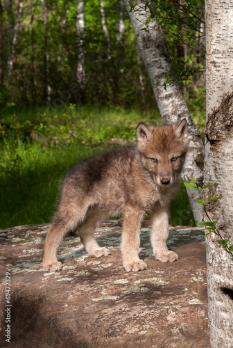 Grey Wolf (Canis lupus) Pup on Rock