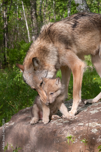 Grey Wolf  Canis lupus  Works to Pick Up Pup