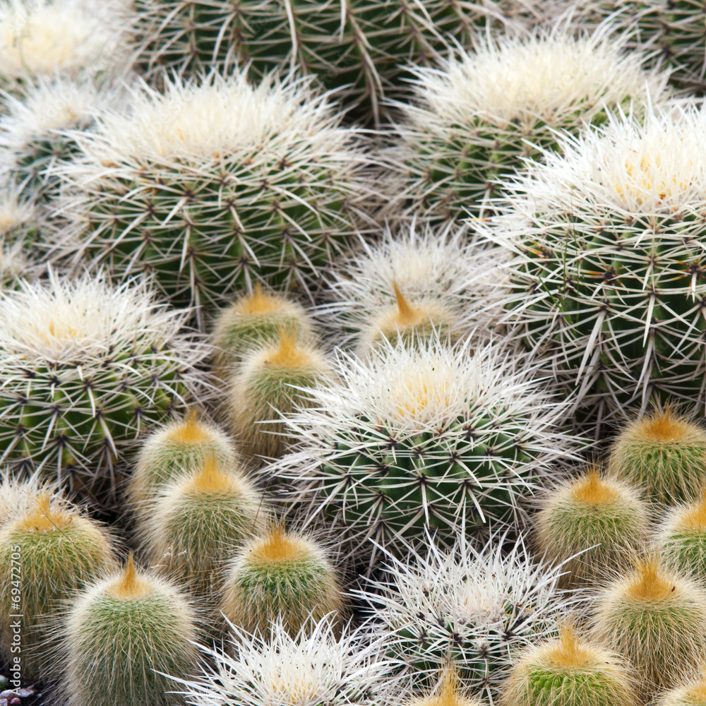 Cactus Cactus