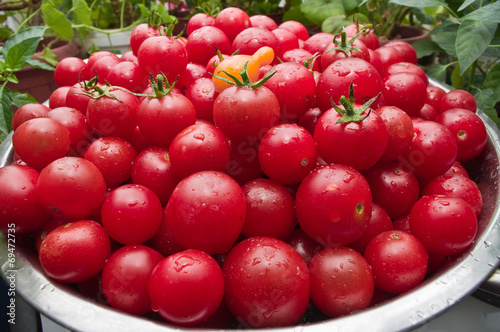Organic Cherry tomatoes freshly picked from the garden photo