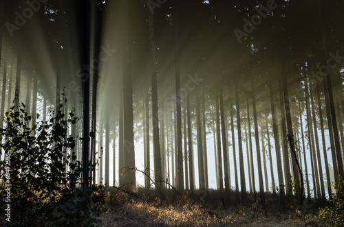 Sun beams in a misty spruce forest