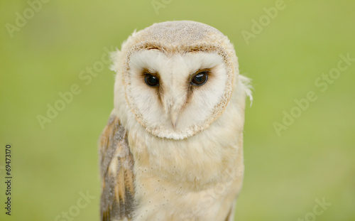 A wild barn owl 