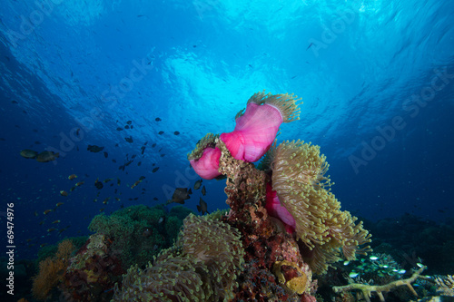 Print op canvas Arrecife de coral