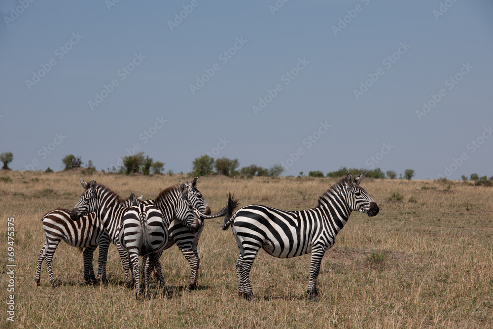 zebra zebra
