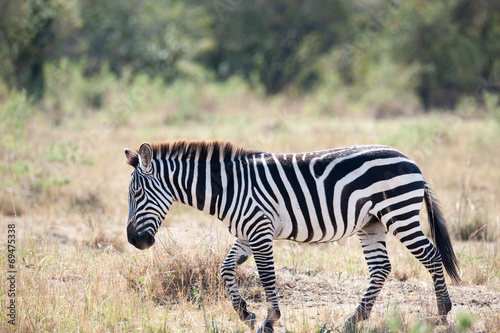 zebra