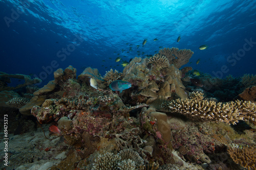 Fotobehang Arrecife de coral