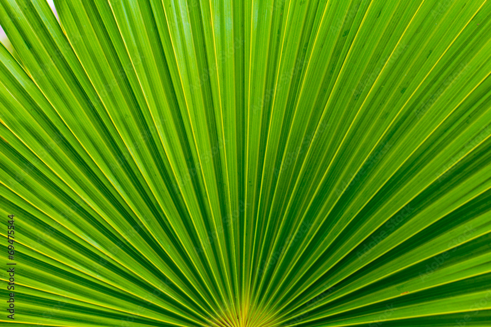 Palm leafs with radial pattern Palm leafs with radial pattern