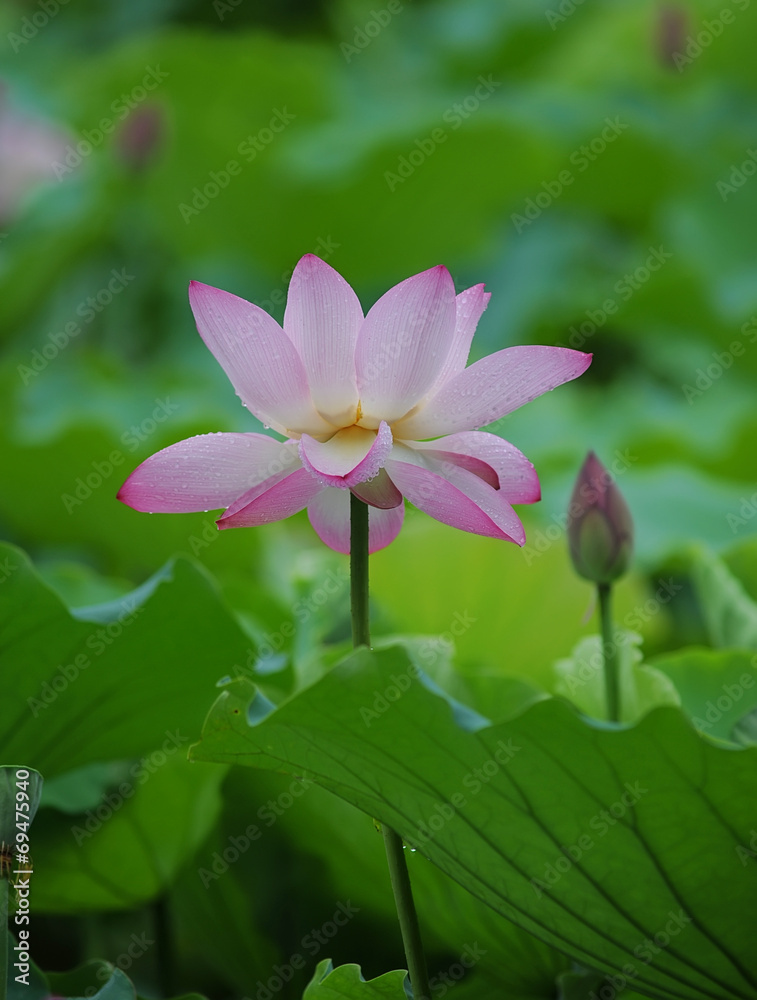 blooming lotus flower