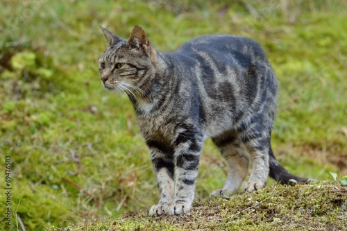 gatto selvatico