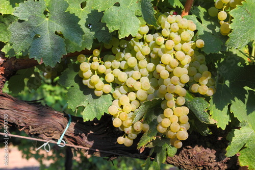 Trebbiano White grapes photo