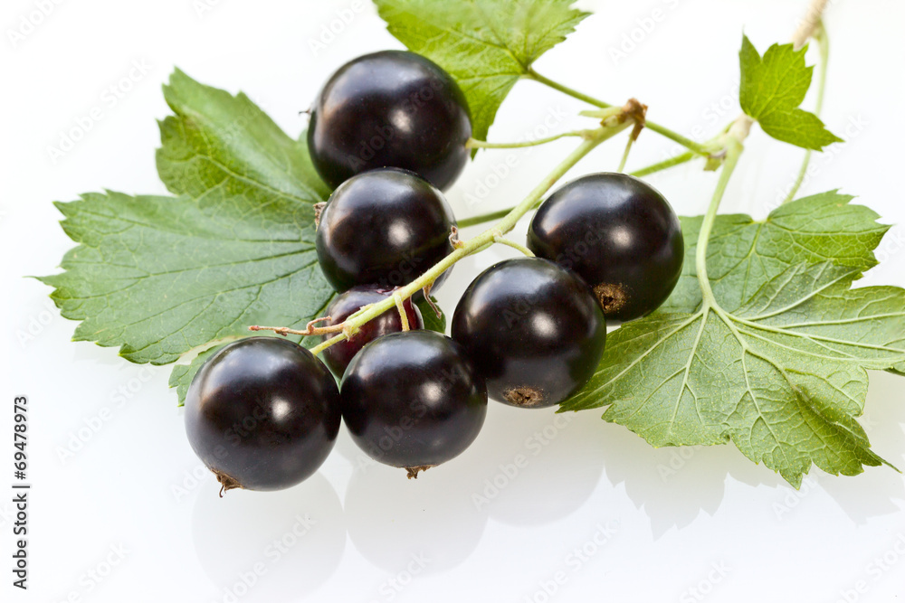 Fototapeta premium Black currant on a white background