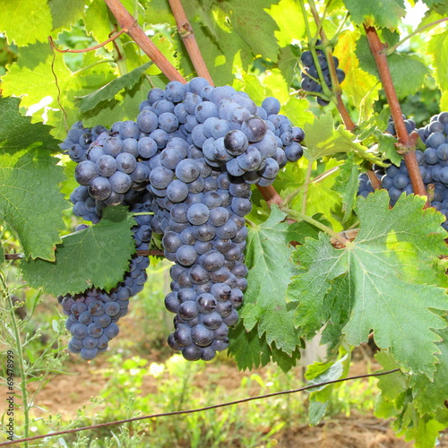 Ciliegiolo - Black grapes