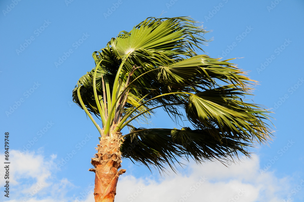 Fototapeta premium Palm Tree Blowing In The Wind