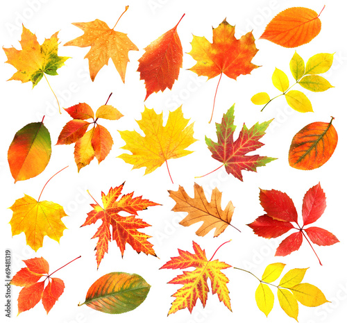 Autumn leaves collage isolated on white