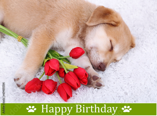 Fototapeta Naklejka Na Ścianę i Meble -  Birthday postcard.Cute Golden Retriever puppy