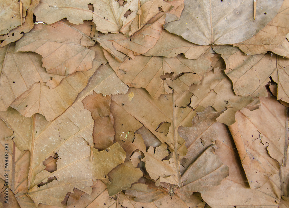 Brown dry leaves for background