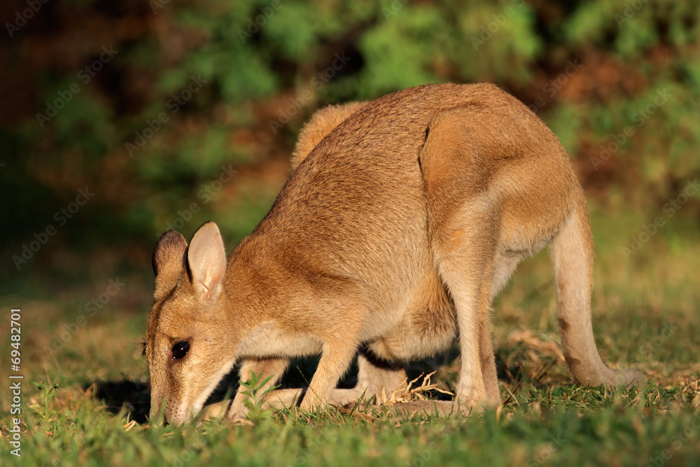 Fototapeta premium Feeding Agile Wallaby, Kakadu National Park