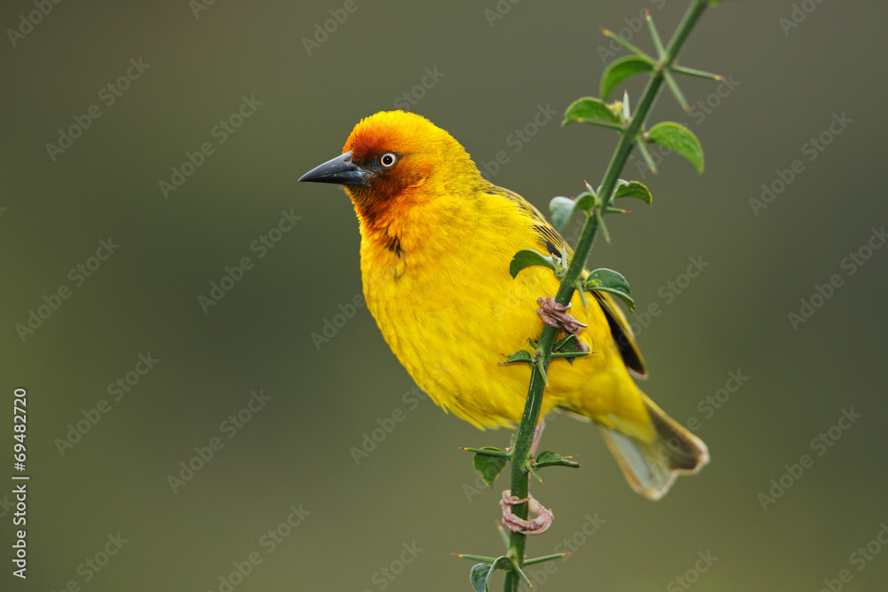 Obraz premium Male Cape weaver