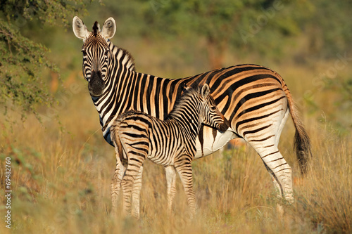 Plains zebra with foal #69482760