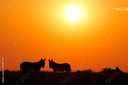 Zebras silhouetted against a red sunrise