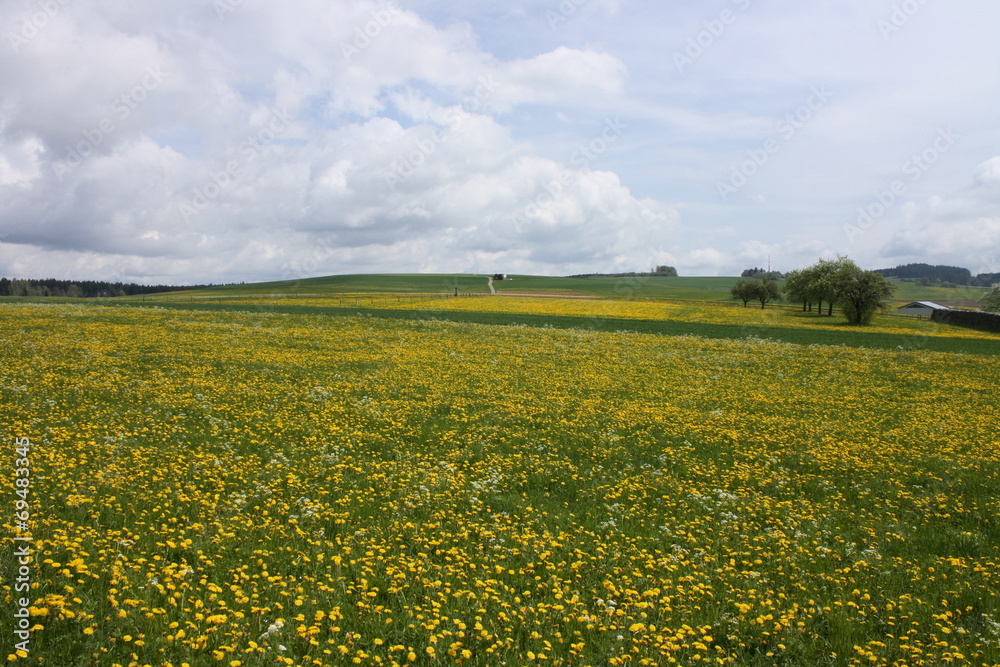Obraz premium Löwenzahnblüte im Frühling