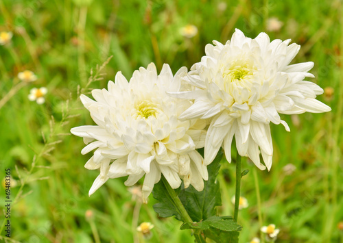 Spring Flower