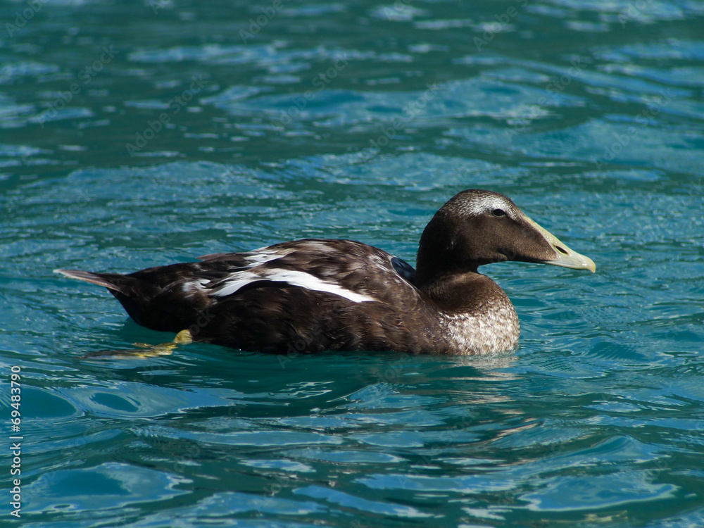 eider à duvet eider à duvet