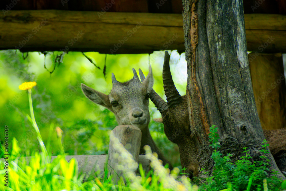 Cucciolo di camoscio con la mamma