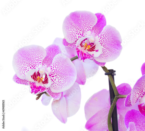 Fototapeta Naklejka Na Ścianę i Meble -  violet orchid branch close up
