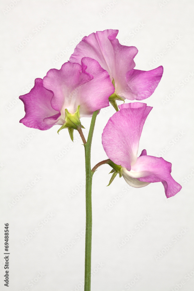 Pink Lathyrus Odoratus - Sweet Peas