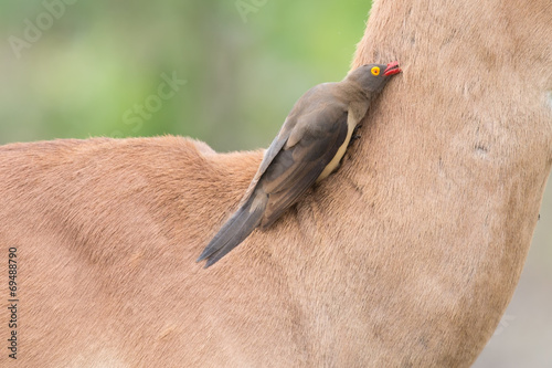 Red billed oxpecker looking for ticks on the neck of impala photo