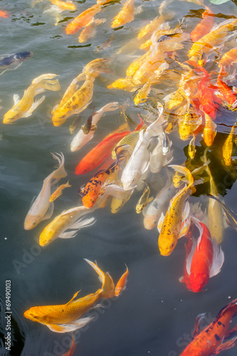 Japanese koi fish