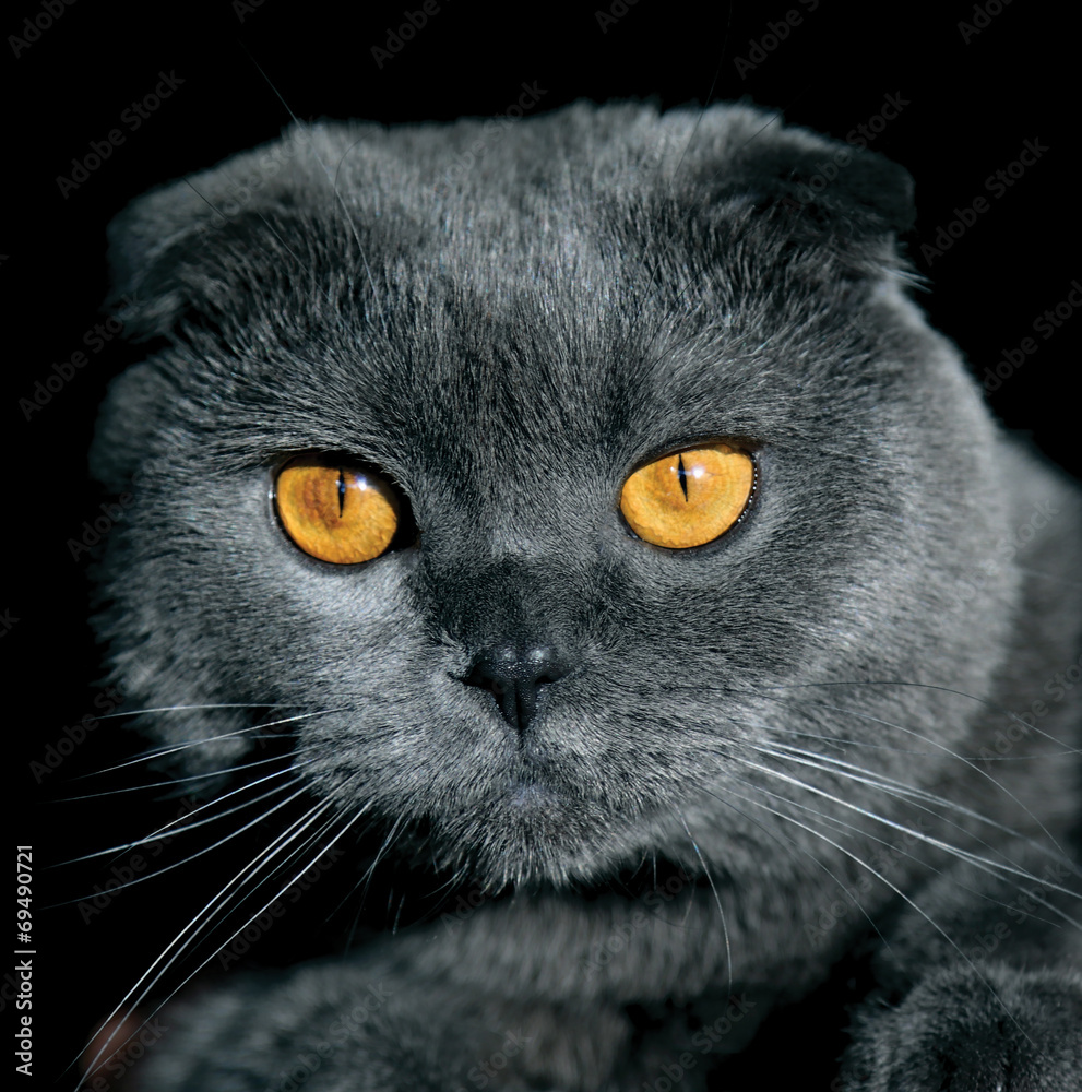 Вислоухая кошка с желтыми глазами. Британский вислоухий кот. вислоухий кот с желтыми глазами. черный вислоухий кот.