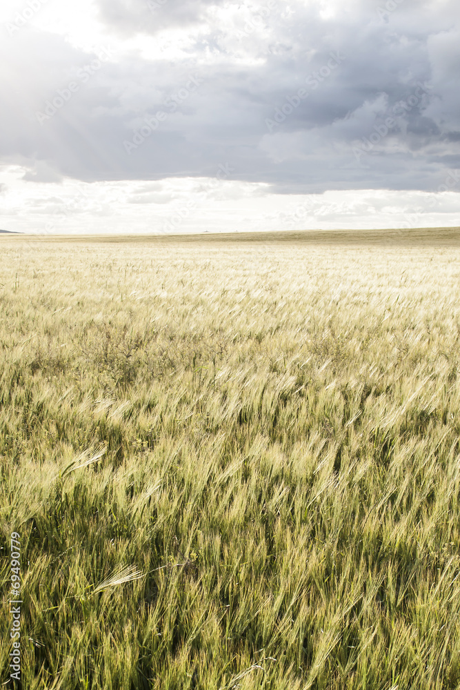 wheat fields in castilla la mancha, spain