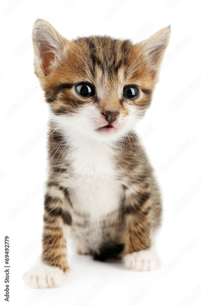 Cute little kitten, isolated on white Cute little kitten, isolated on white