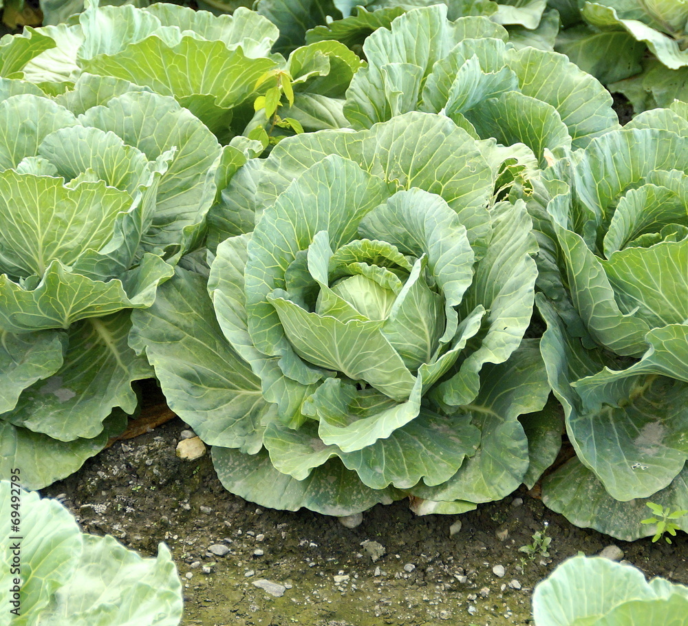 The closeup of cabbage in the field The closeup of cabbage in the field