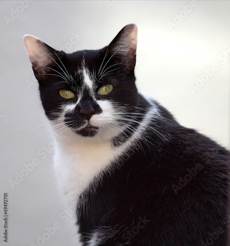Foto Katze