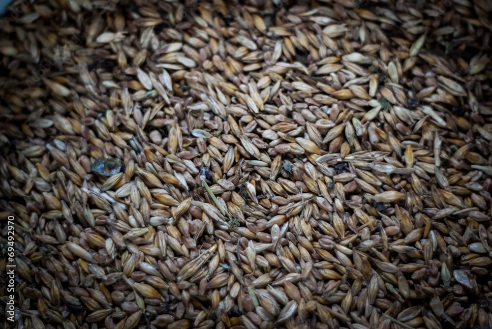 Millet grain