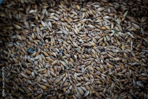 Millet grain