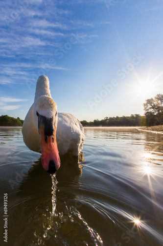 Mute swan on a lake close up at first light