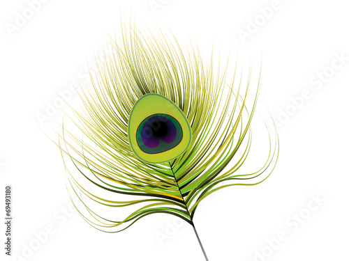 abstract artistic peacock feather