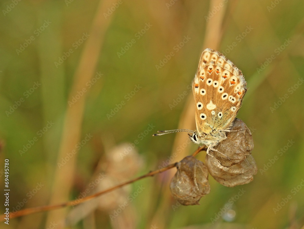 Obraz premium Weiblicher Silbergrüner Bläuling (Polyommatus coridon)