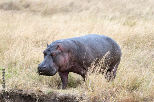 hippopotamus appoach the brae of river