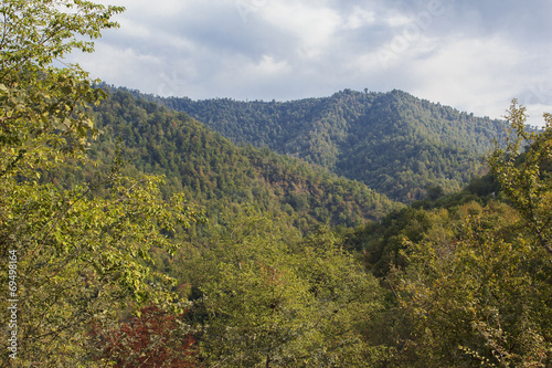 mountain forest in Massali