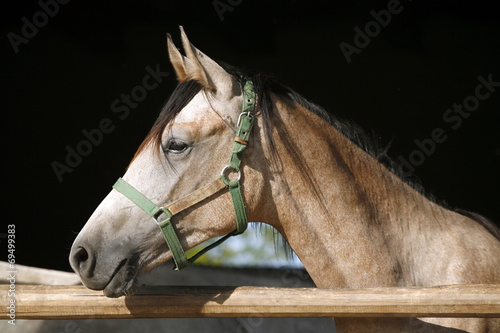 Portrait of a thoroughbred arabian horse © acceptfoto