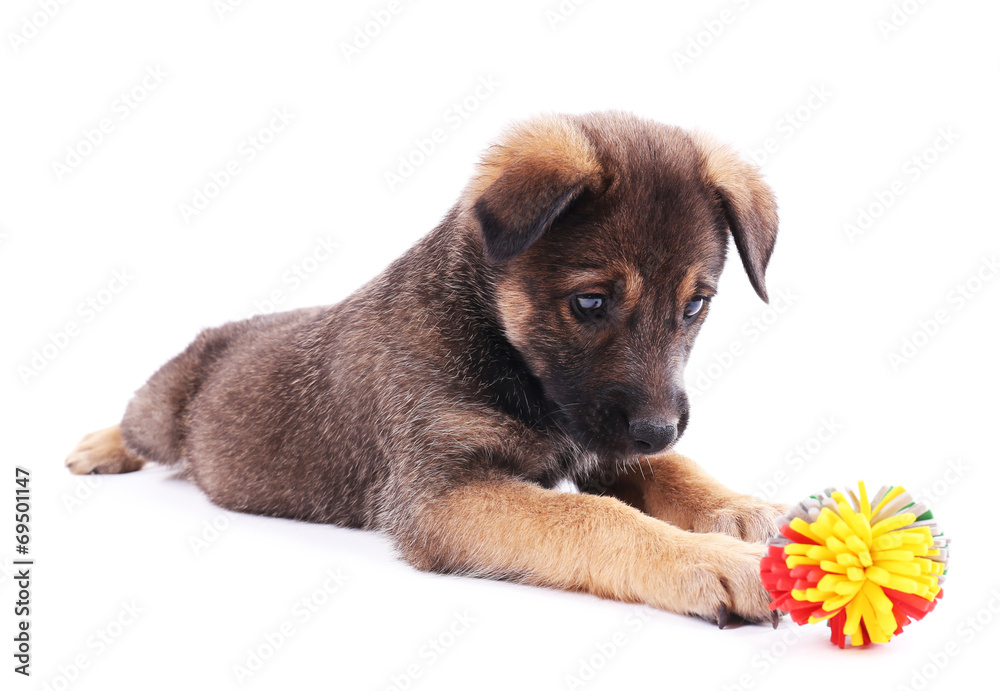 Puppy playing with a toy isolated on white